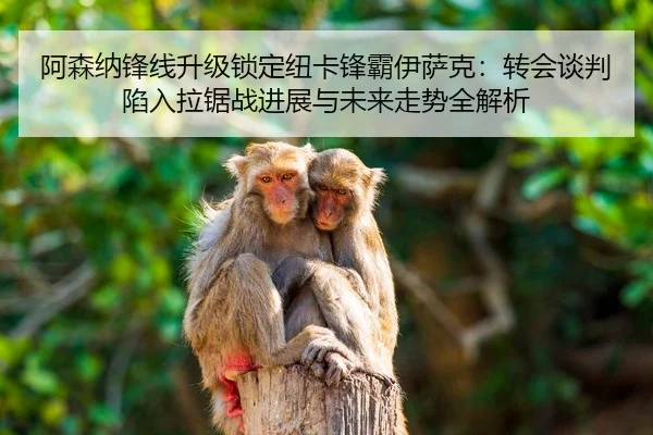阿森纳锋线升级锁定纽卡锋霸伊萨克：转会谈判陷入拉锯战进展与未来走势全解析
